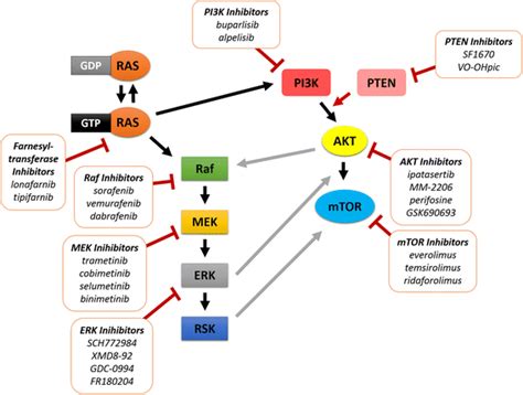 Generation of monoclonal antibodies specific for ras p21 Glu.